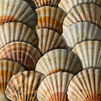 Background with many overlapping scallop shells with shadows