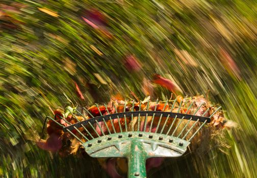 Motion blur created when old green lawn rake is moved through the leaves on green lawn with a focus on the tool as the grass and falled autumn leaves blur with movement to suggest work