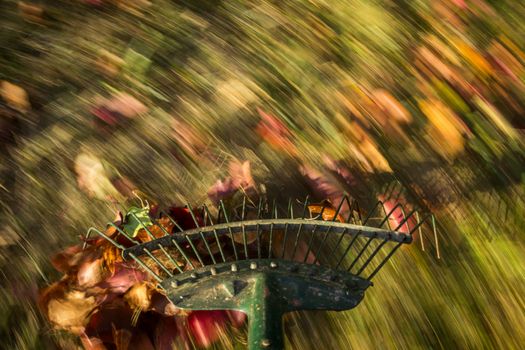 Motion blur created when old green lawn rake is moved through the leaves on green lawn with a focus on the tool as the grass and falled autumn leaves blur with movement to suggest work