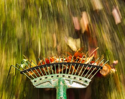 Motion blur created when old green lawn rake is moved through the leaves on green lawn with a focus on the tool as the grass and falled autumn leaves blur with movement to suggest work