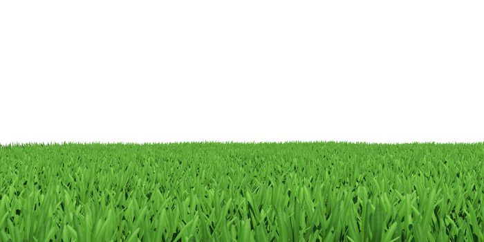 Field of green grass. Background texture, high resolution