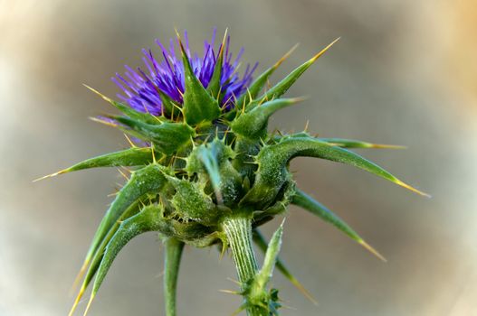 Thistle flower in spring with blue flower i gray background