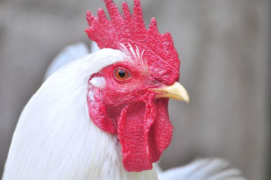 White hen with red-colored head on gray background