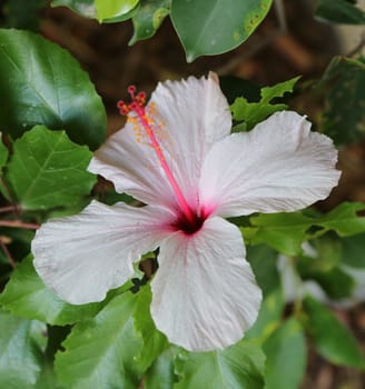 Hibiscus amottianus -white to pink color flower- growing in the private garden in Tunisia