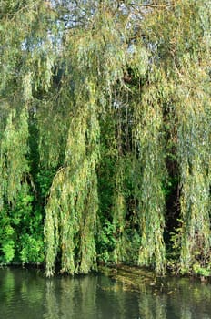 Willow tree over river