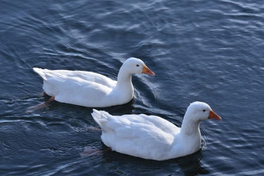 Two white geese