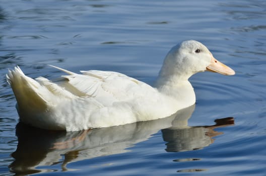 Aylesbury duck swimming