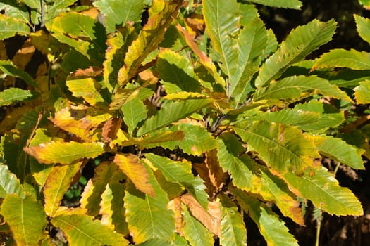 Autumn sweet chestnut leaves