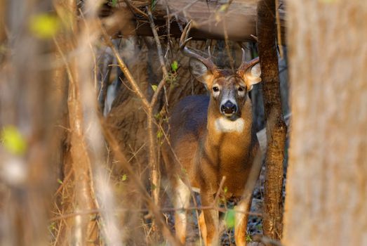 Whitetail Deer Buck standing in a woods.