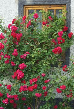 Romantic yard with door surrounded by roses