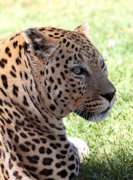 Portrait of a leopard big cat from Africa