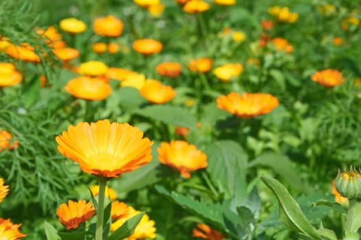 Meadow flowers marigold (calendula).