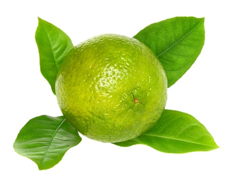 Fresh lime on a white background.