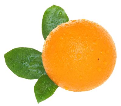 Ripe orange on a white background