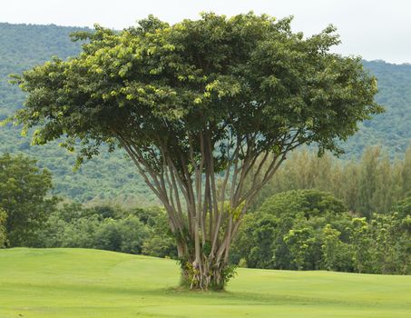 Trees on the golf course