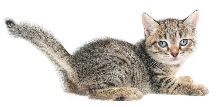 Small kitten on a white background.