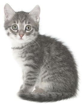 British kitten on a white background.