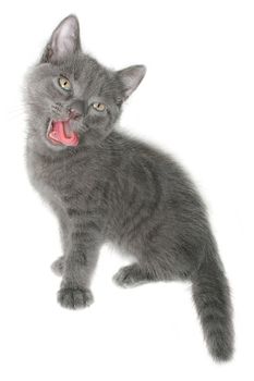 Small kitten on a white background.