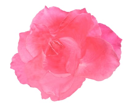 Flower of the rose on white background.