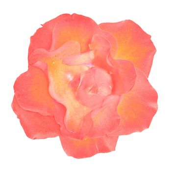 Flower of the rose on white background.