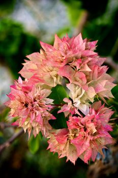 Beautiful Lush Pink White Bougainvillea Orange Ice (Bougainvillea spectabilis) closeup