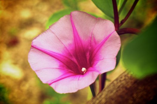 Beautiful Pink Morning Glory Flower "Goat’s Foot Vine" closeup on Natural Environment background