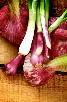 New Harvest Garlic, Green and Pink Onions closeup on Wooden background