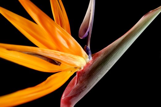 Striking and colorful tropical flower the Bird Of Paradise.