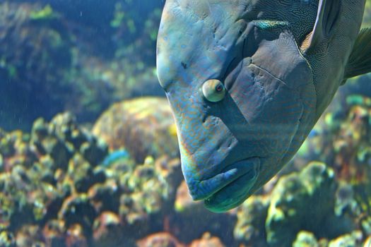 Giant blue sea bass which is an Australian tropical fish.