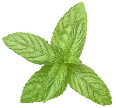A sprig of mint on a white background