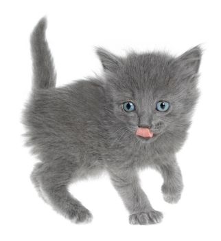 Small kitten on a white background.