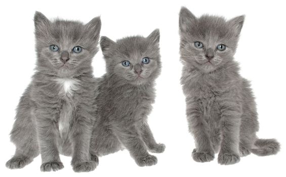 Three kittens on a white background.
