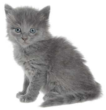 Small kitten on a white background.