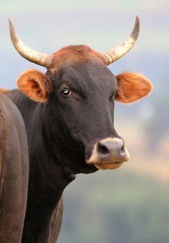 Portrait of a cow from the Brangus breed