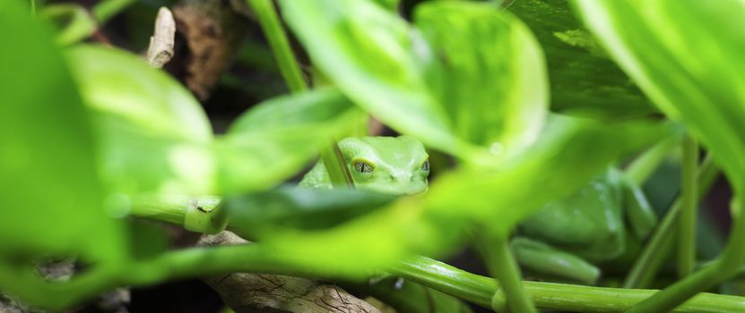 panoramic view of Monkey Tree Frog 