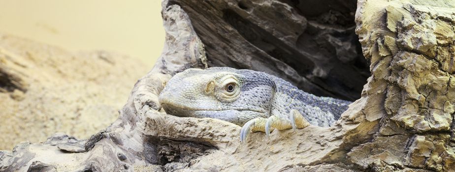 Panoramic view of resting iguana