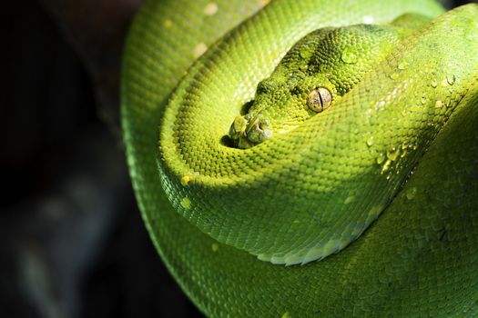 green tree python in a zoo