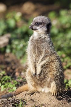 Standing meerkat on the floor