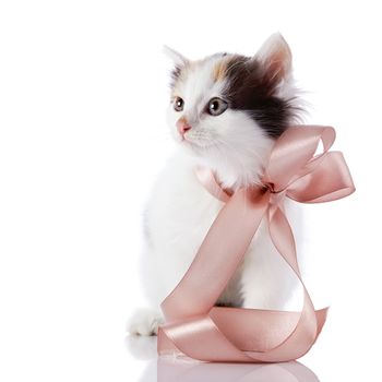 Kitten with a tape. Kitten with a bow. Multi-colored small kitten. Kitten on a white background. Small predator. Small cat.