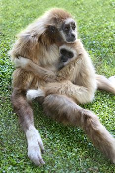 White handed Gibbon mother ape with it's young offspring
