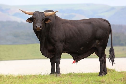 Huge Brangus breed bull with muscles and ready to breed