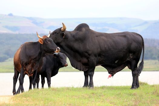 Breeding pair of Brangus breed of cattle from South Africa