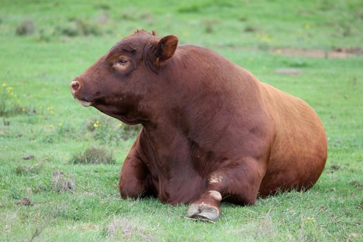 Large Brangus cattle resting on the ground and chewing the cud