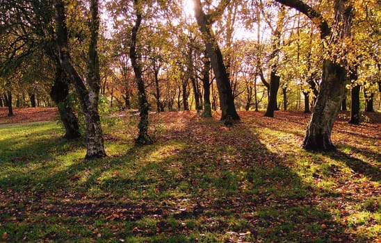 A colorful Autumn scene.