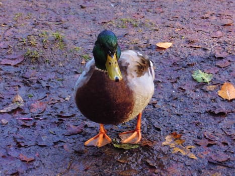 Close-up image of an adult male Mallard duck.