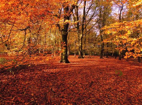 A colorful Autumn landscape.