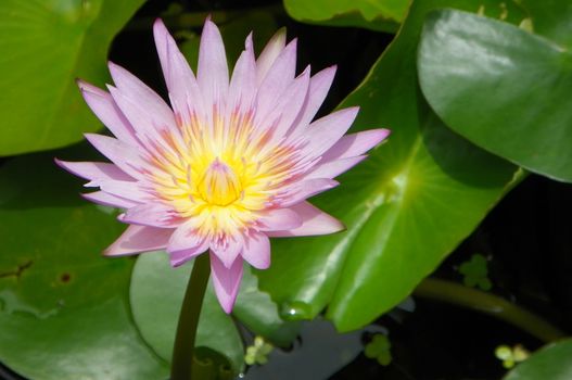 the purple water lily on green leaves background