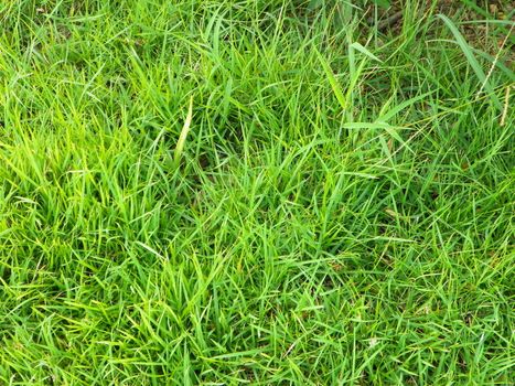 green grass in the field
