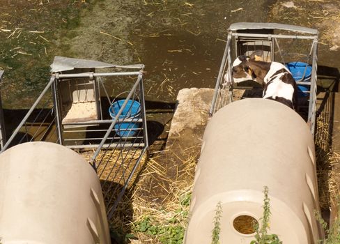 A cow on a dairy individual chute.