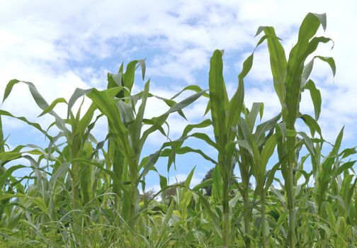 Cornfield against a cloudy sky